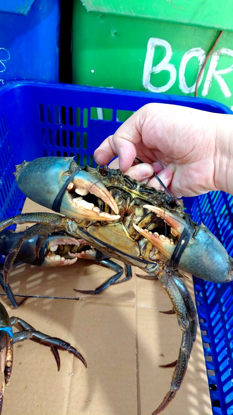 Live mud crab close up