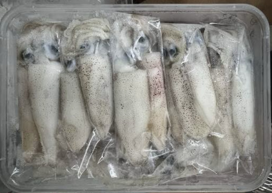 Kelong Sotong / Frozen Squids