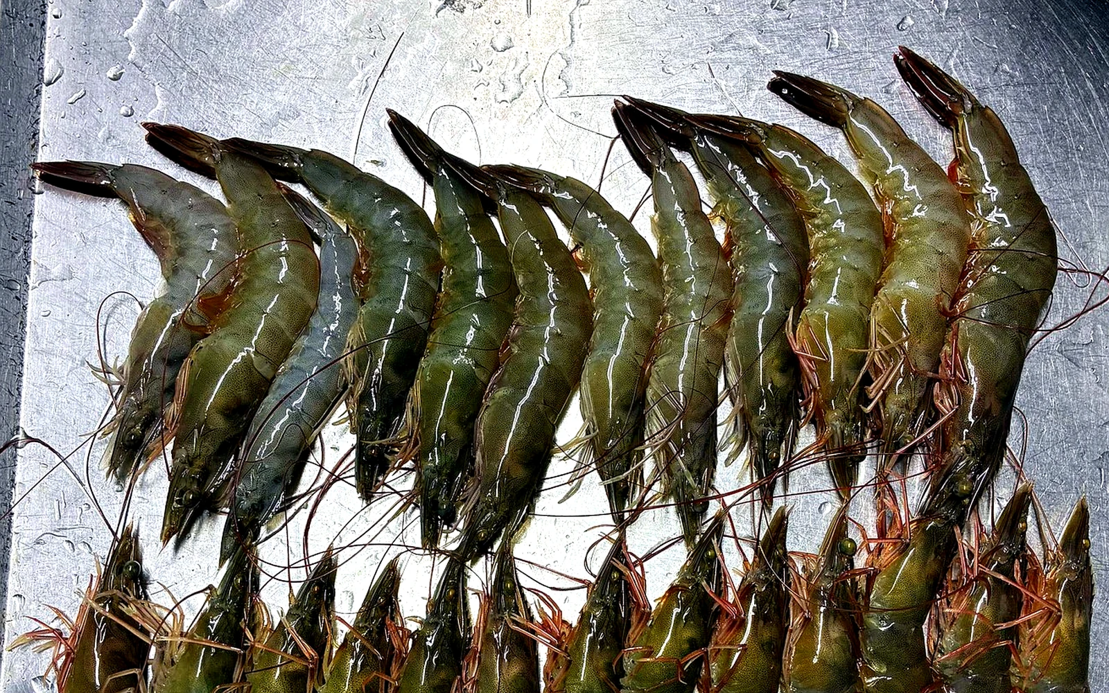 Live prawns suitable for steaming or boiling