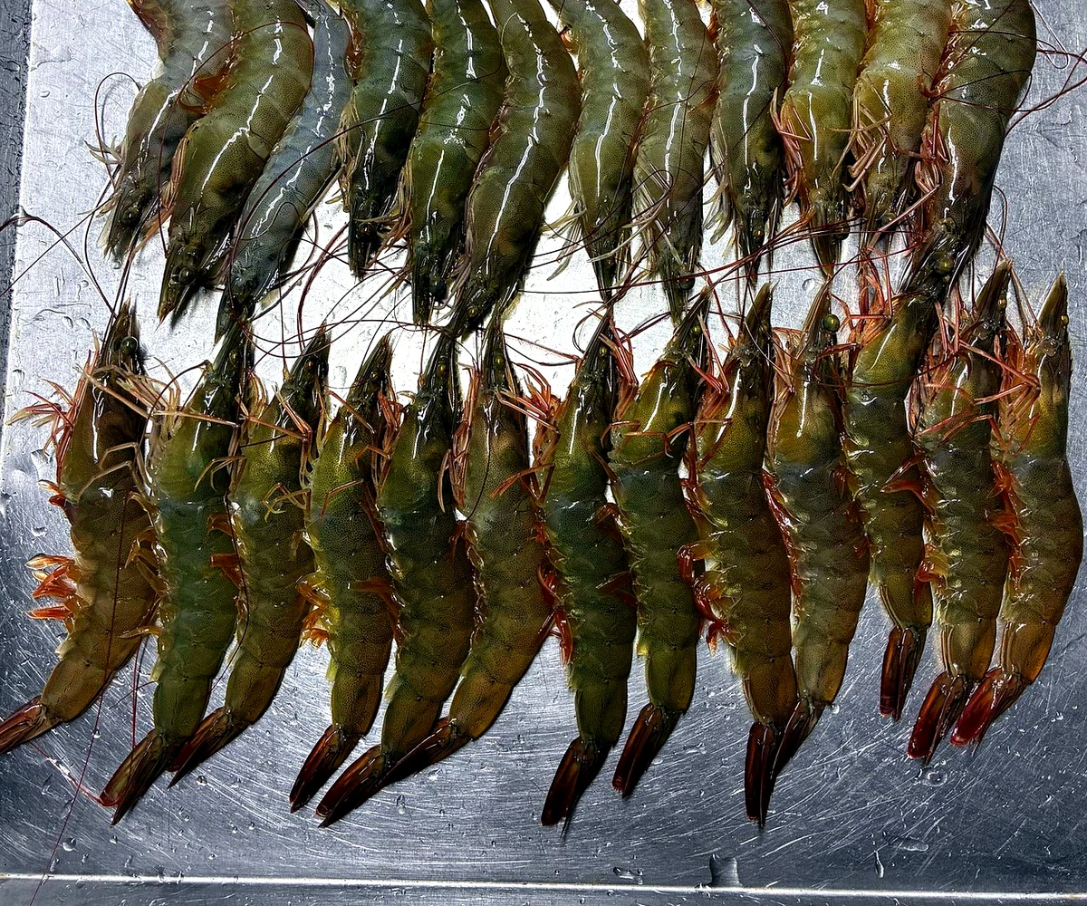 Large Vannamei prawns approximately 20 pieces per kg