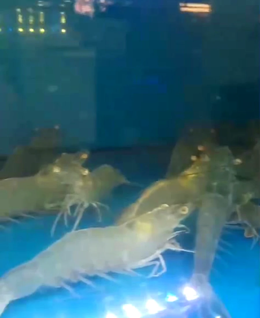 Live Vannamei prawns in Crab Talk tank