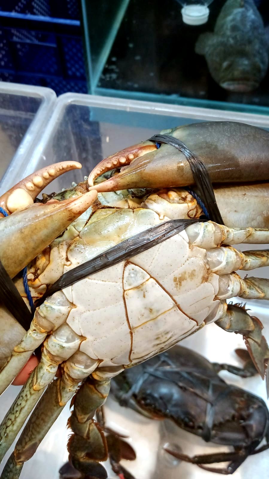 Fresh live crab Singapore at Crab Talk