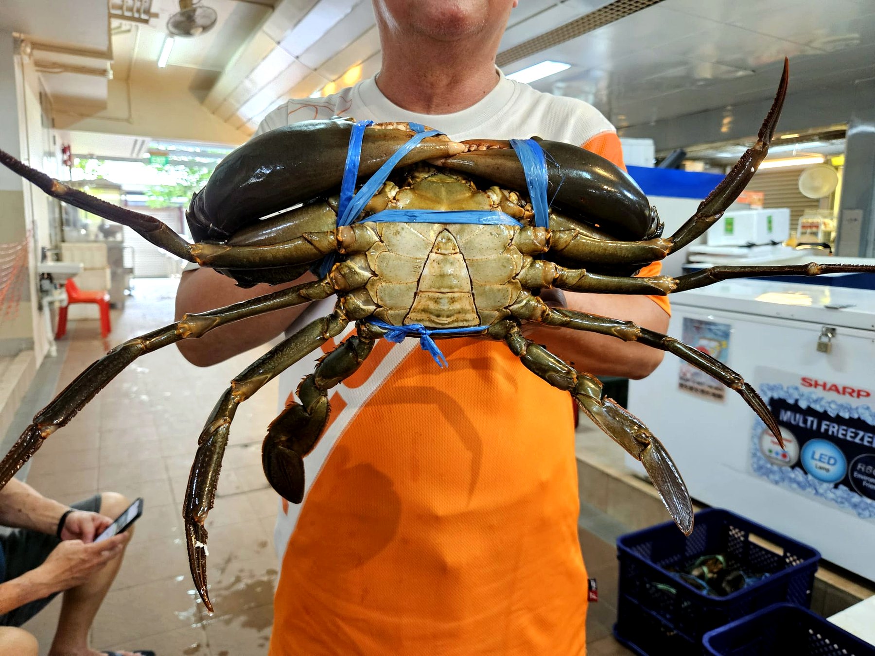 Live mud crab Singapore at Crab Talk
