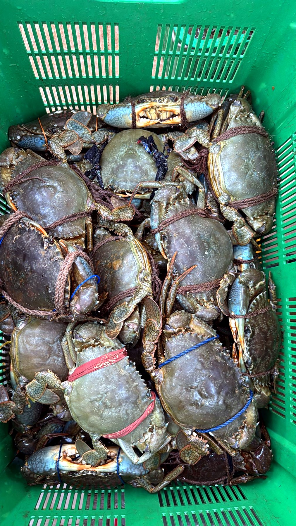 Fresh live crabs in Crab Talk tanks