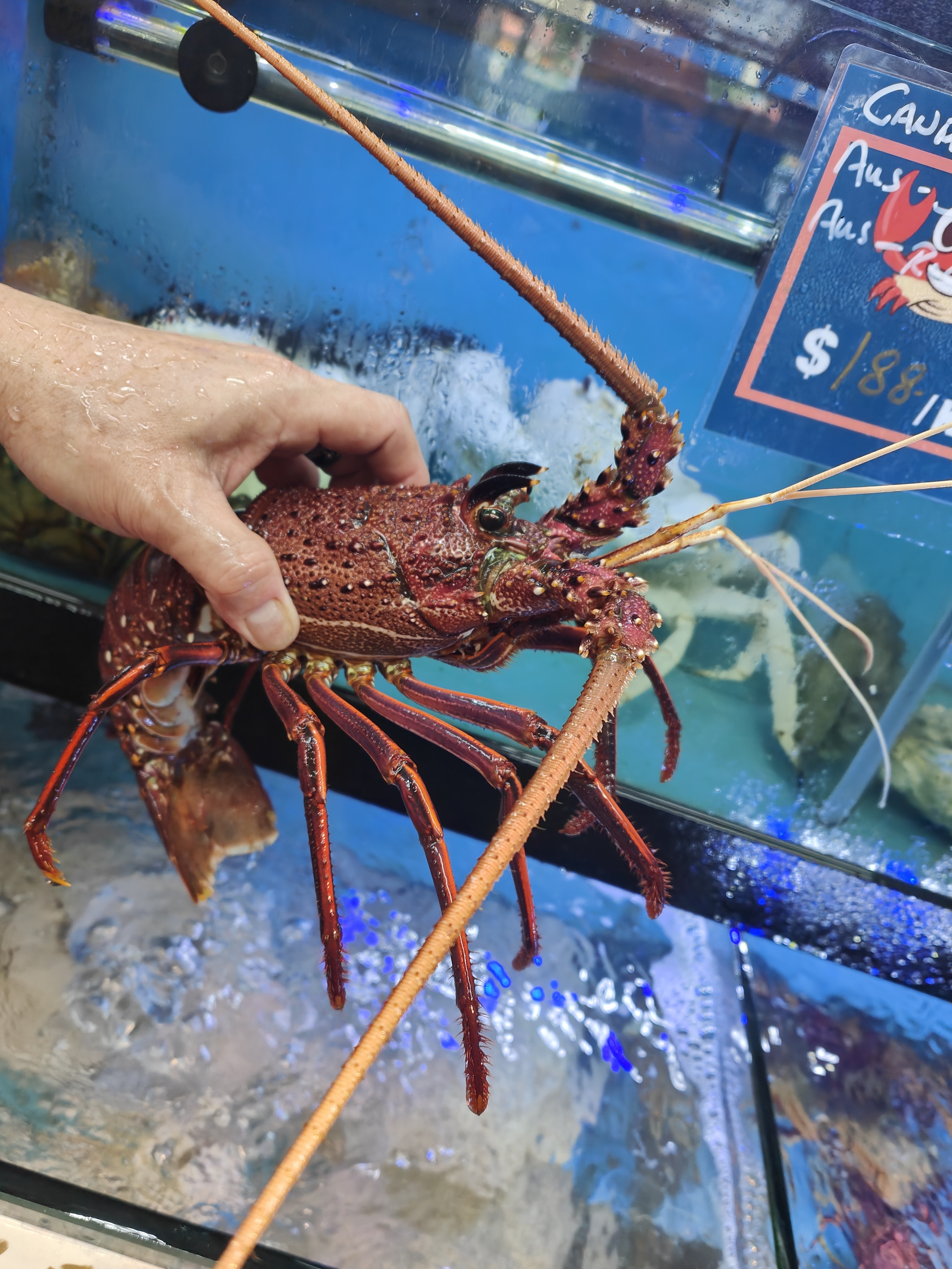 Live lobster Singapore at Crab Talk