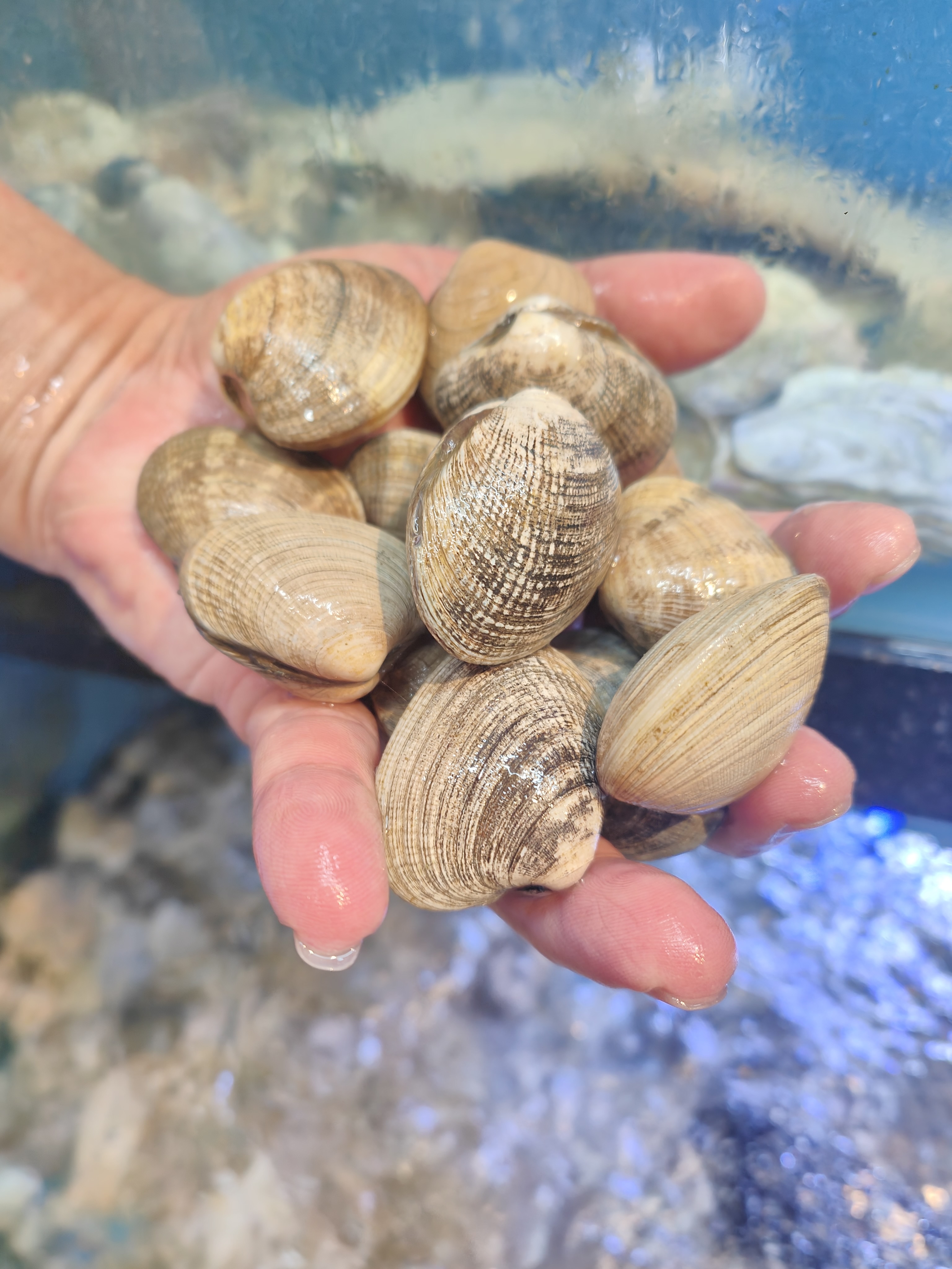 Fresh Manila clams Singapore at Crab Talk