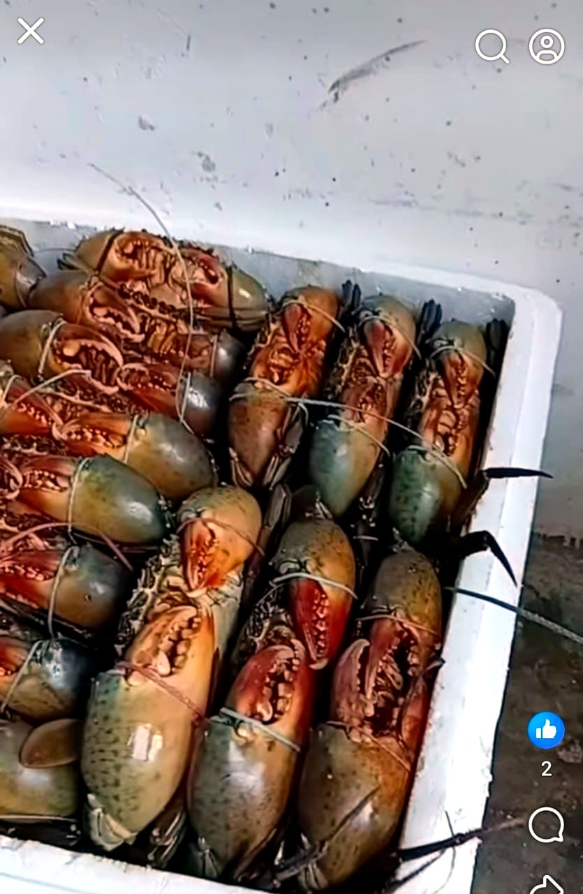 Why Crab Prices Change Daily in Singapore