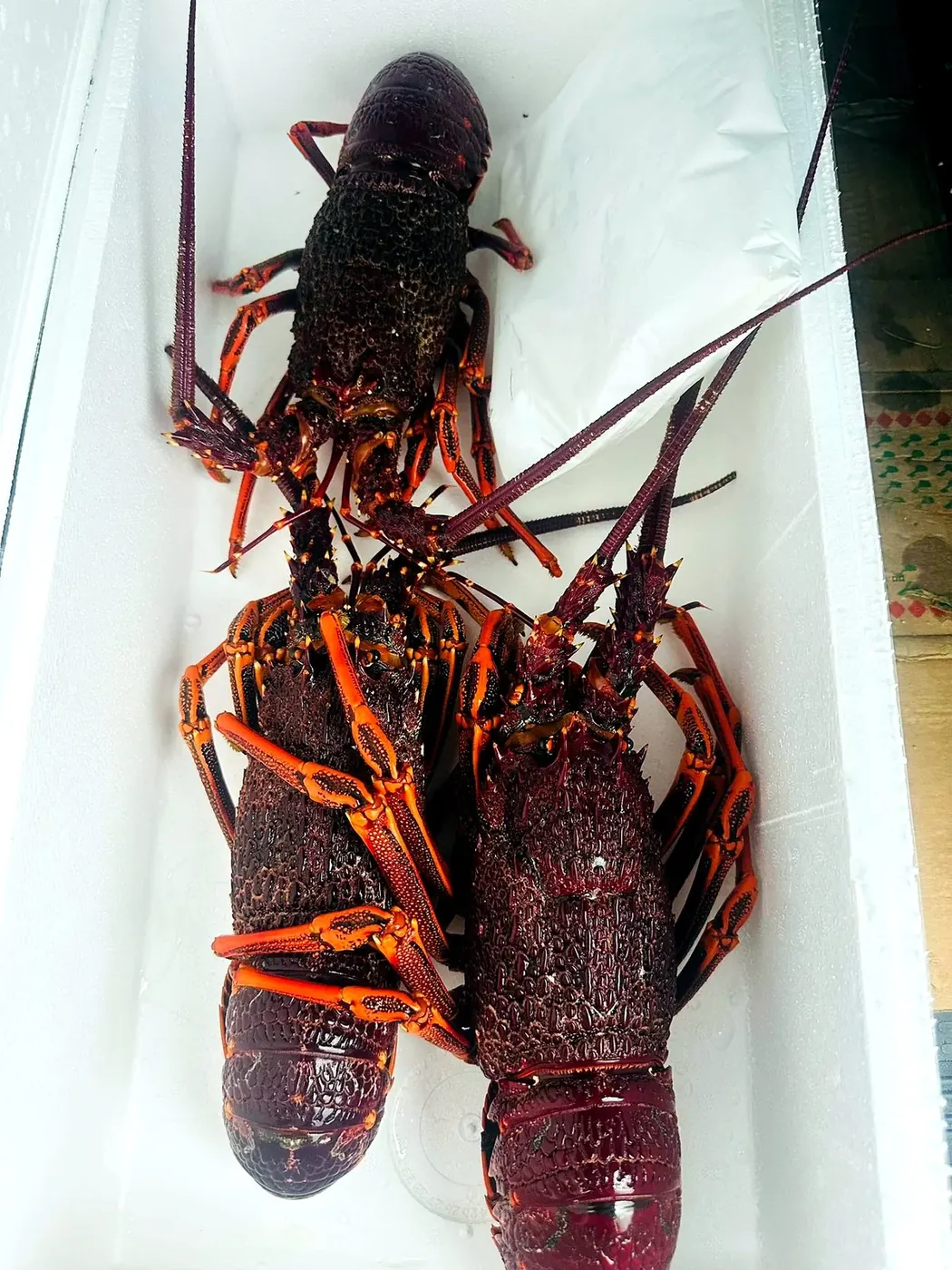 Boston Lobster