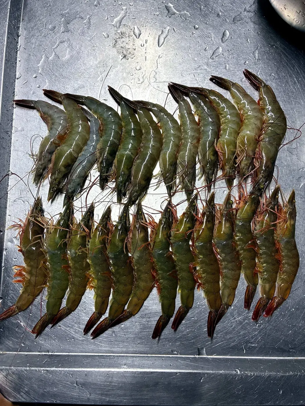 Live Vannamei Prawns