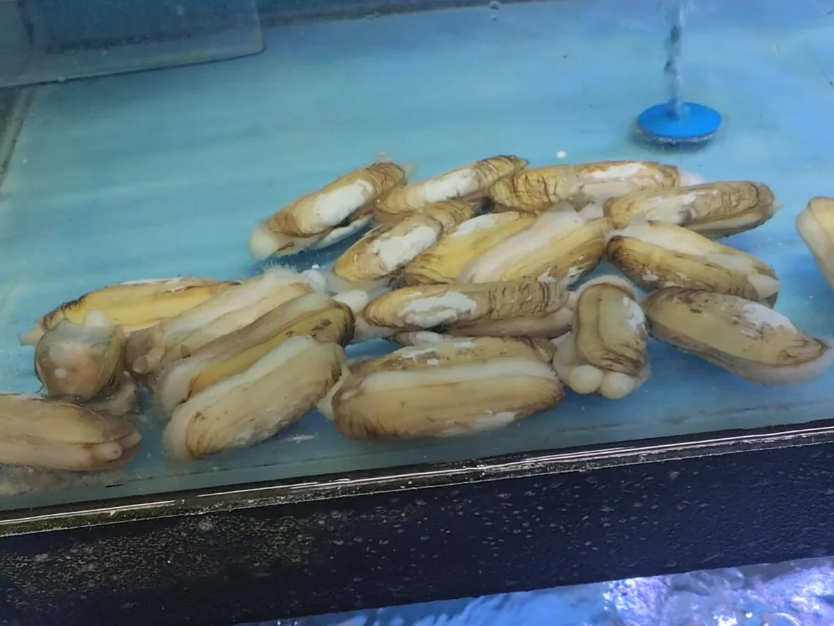 Razor Clams in the live seafood tank at Crab Talk