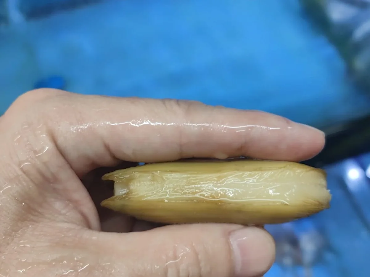 Plump Razor Clams at Crab Talk