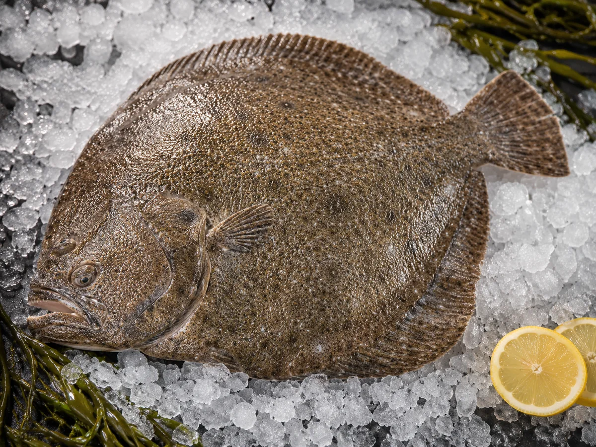 Turbot